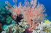科学家相信进化可以拯救珊瑚礁如果我们让它