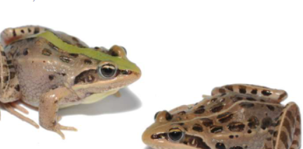研究人员发现了对青蛙和蟾蜍颜色模式演变的见解