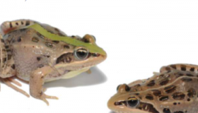 研究人员发现了对青蛙和蟾蜍颜色模式演变的见解