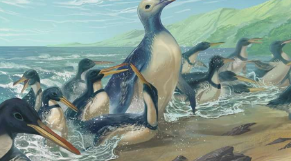 新西兰出土的最大的企鹅骨骼化石