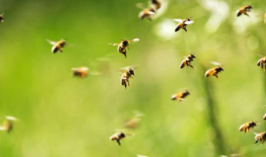 机器人蜜蜂和树根为更健康的环境和充足的食物带来希望