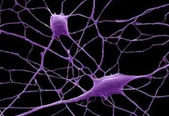 合成水凝胶可使脑损伤区域的神经元组织生长