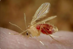 绘制蚊子神经细胞上的特殊受体可以揭示为什么这些昆虫更容易被某些人吸引