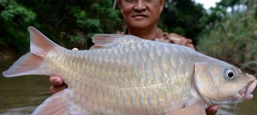 中国最好吃的鱼十大排名？ 中国十大名贵淡水鱼