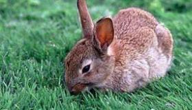 哪种兔子温顺、重情意、最好养？ 哪种兔子好养活