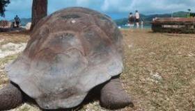 世界上最大和最小的乌龟 阿尔达布拉象龟