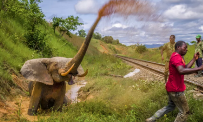 受伤大象的悲惨照片荣获年度环境摄影师奖