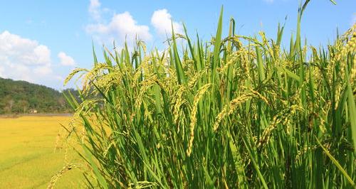 米饭的英文怎么写 rice field可数吗
