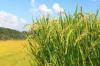 米饭的英文怎么写 rice field可数吗