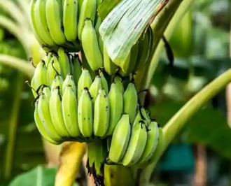 吃绿色香蕉的6种科学支持的健康益处